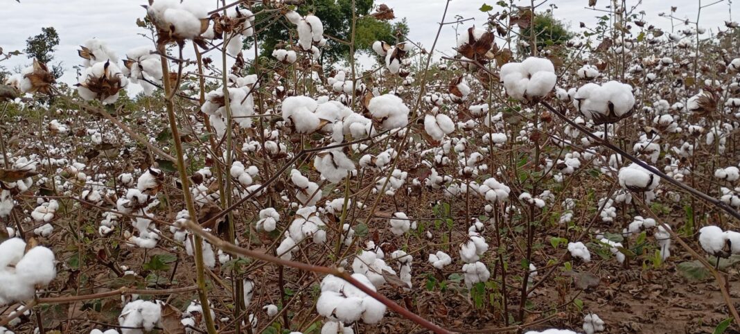 SAN-JFS entre as primeiras empresas do mundo certificada com rastreabilidade física total pela Better Cotton