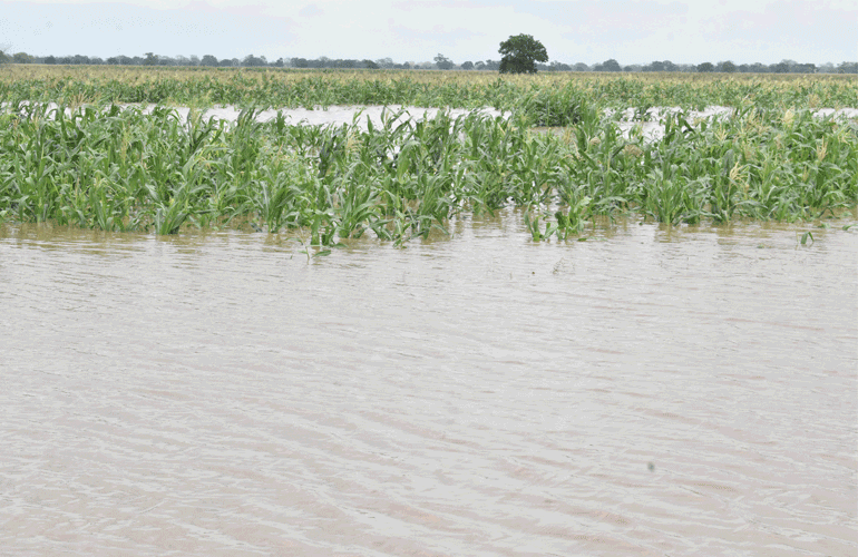 Sofala: Chuvas destroem centenas de habitações e campos agrícolas em Nhamatanda