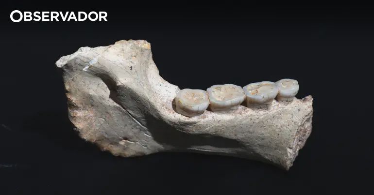 Fósseis com 773 mil anos encontrados em Marrocos apontam para ancestral africano do Homo sapiens