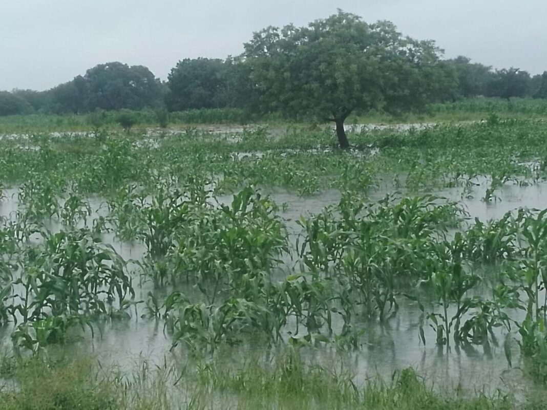 Maputoː Inundações destroem 10 mil hectares de culturas