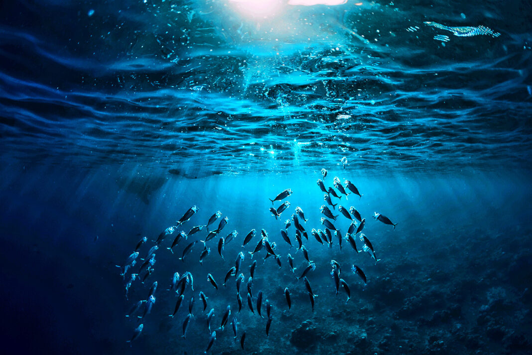 Cabo Delgado: Itália Disponibiliza 3,5 M€ Para Apoiar Desenvolvimento Dos Recursos Marinhos