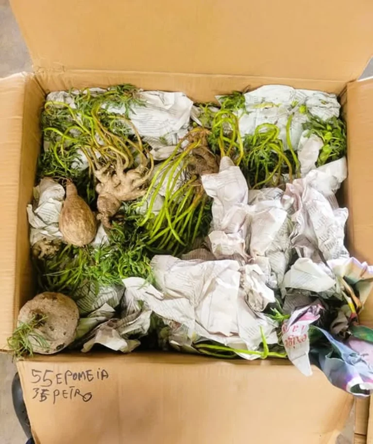 Alfândegas apreendem 38 caixas de 450kg de plantas nos Aeroportos – Portal Afroline