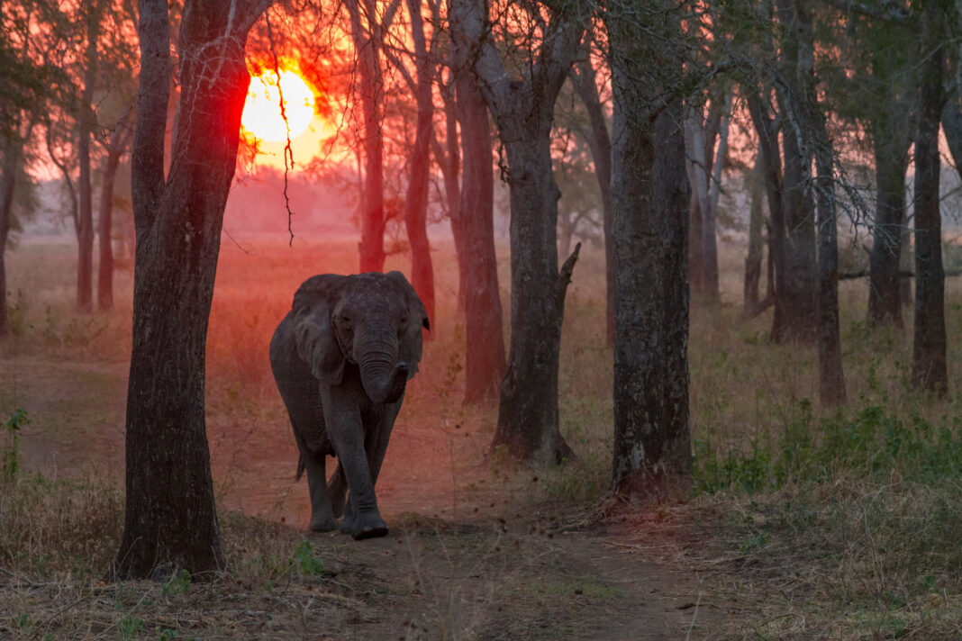BIOFUND Introduz Ferramenta Para Medir Efeitos Ambientais no Elefante Africano